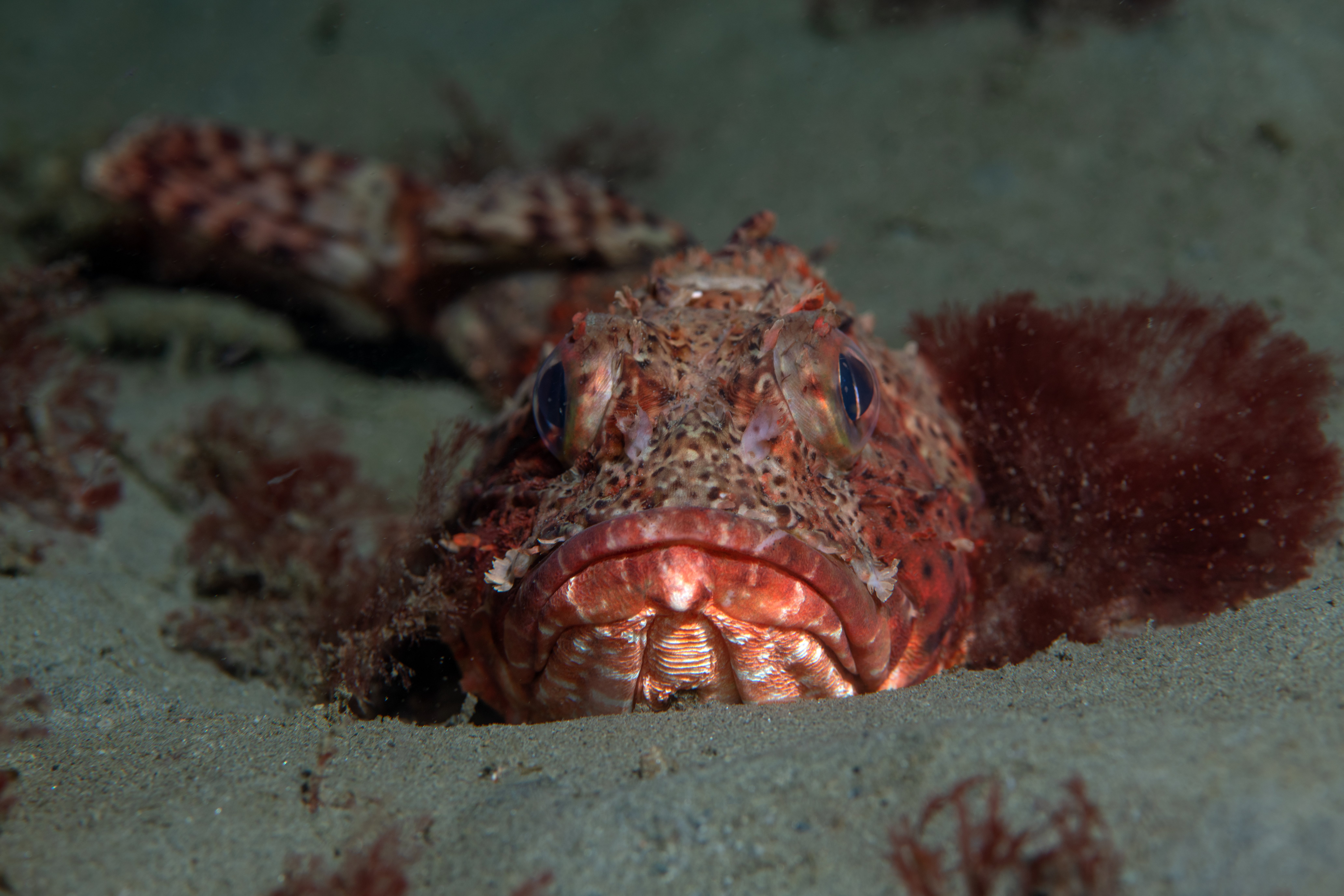 Topaz Deep DSC_9070.jpg