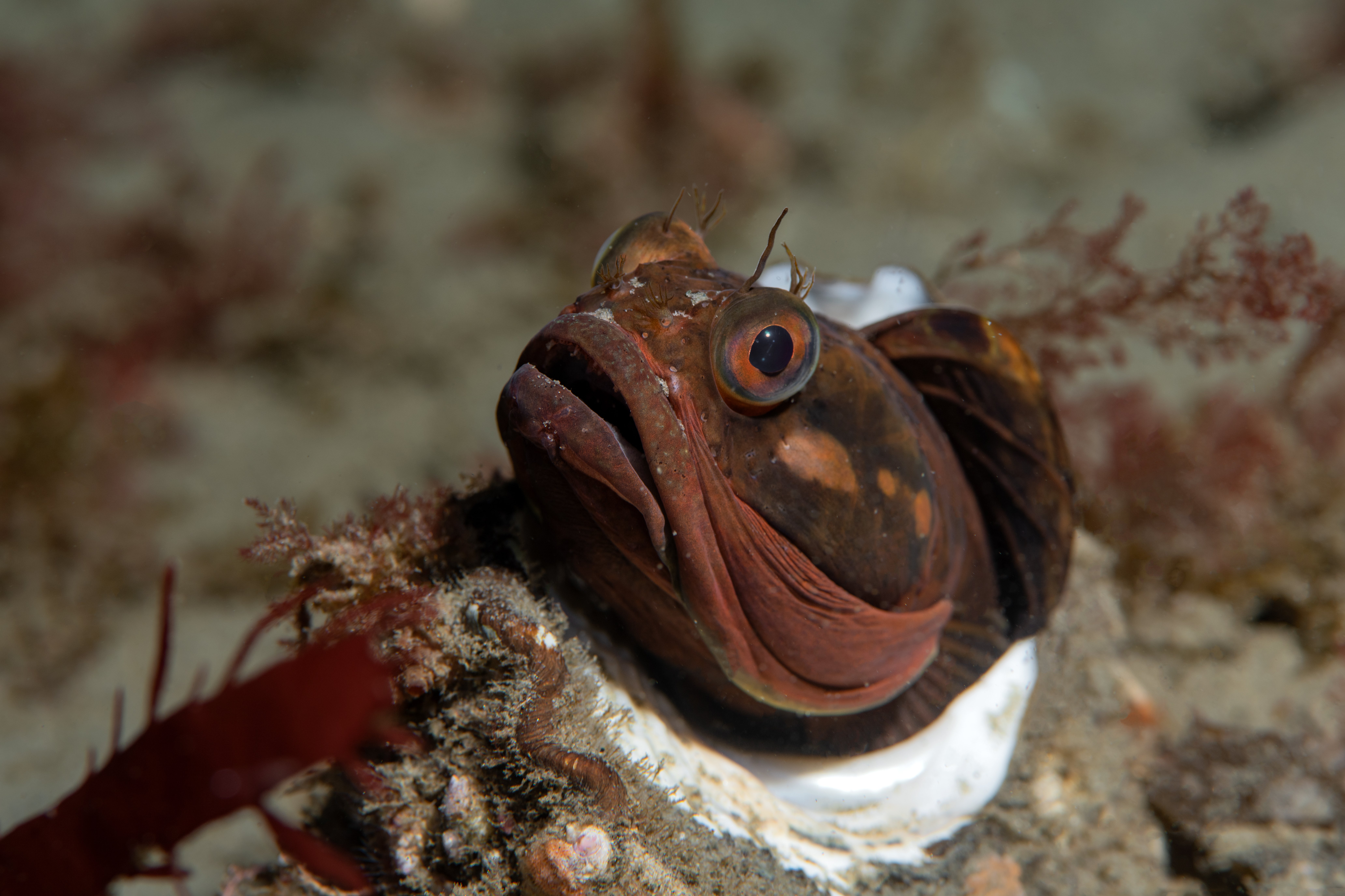 Topaz Deep DSC_9073.jpg