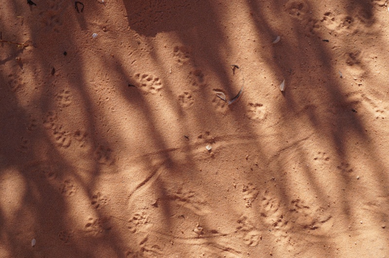 Tracks in the sand