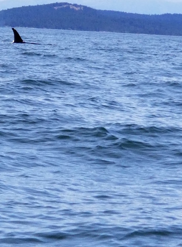 Transient Pod south of Lopez Island