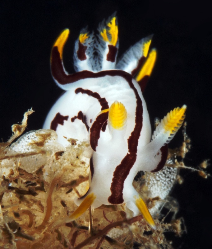 Trapania velox