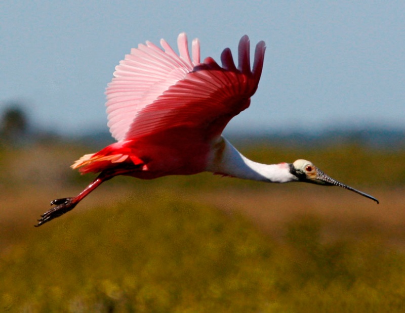 Traveling Spoonbill