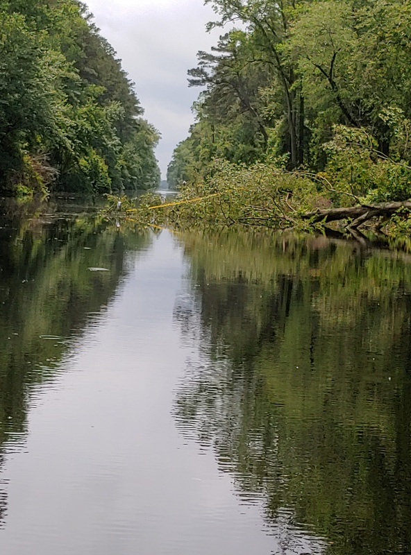 Tree almost blocking Dismal Swamp canal.