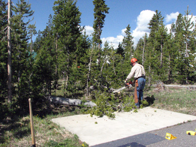 Tree cutting