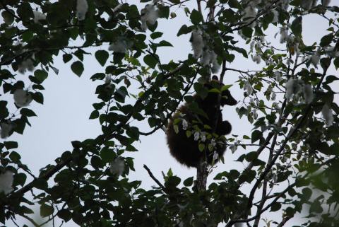 Treed bear cub in the Mendenhall Glacier Park