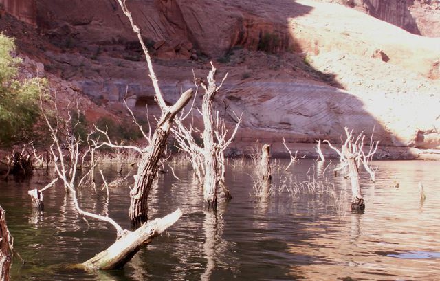 Trees in the Water at Forgotten Canyon 9-23-08