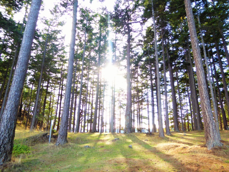 Trees on James island