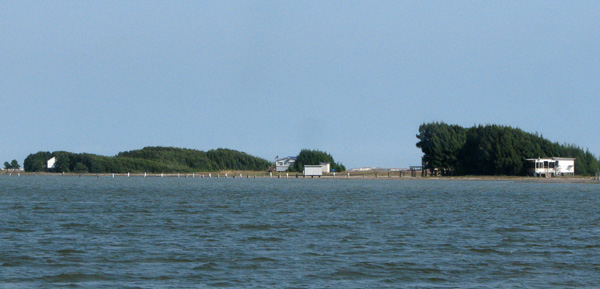 Trees shaped by the wind