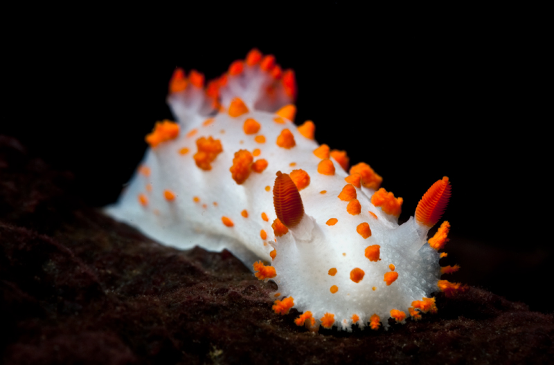 Triopha catalinae