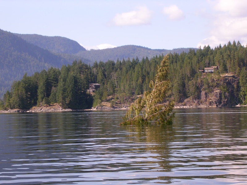 (True Story) Floating tree