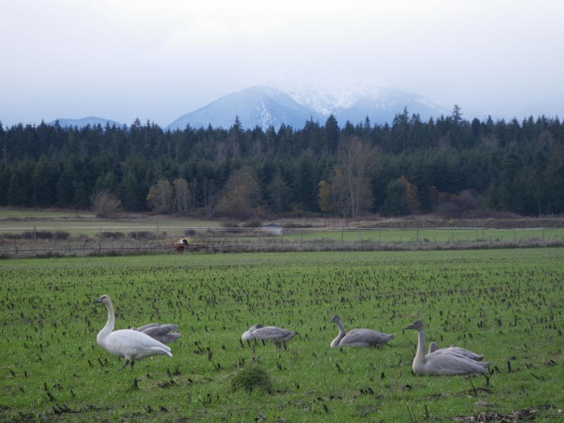 Trumpeter Swans, wintering over, in a field North of Sequim.