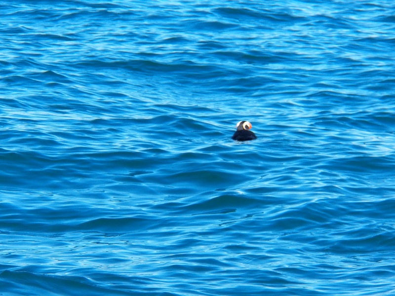 Tufted puffin near Smith Island.
