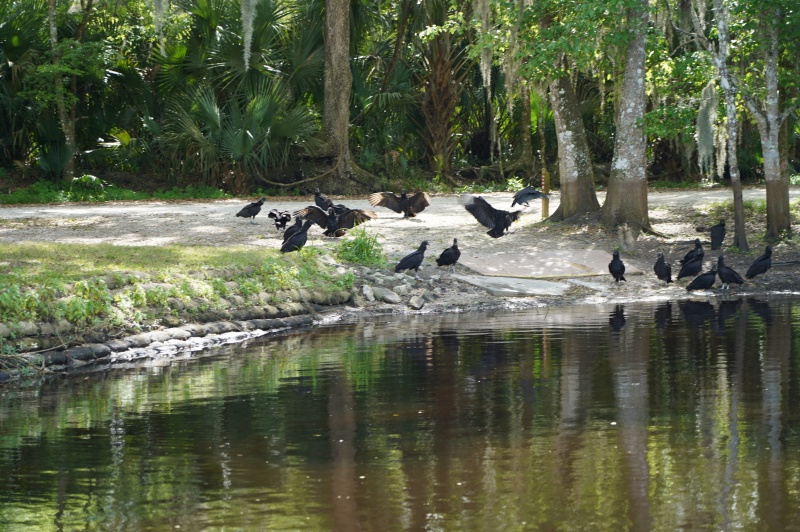 Turkey vultures