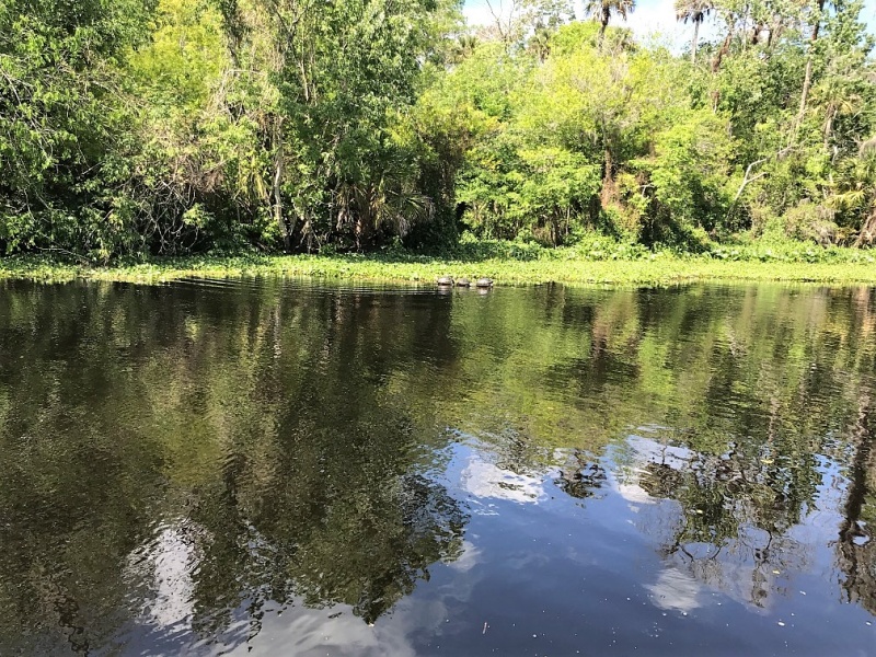 Turtles along Blue Creek.