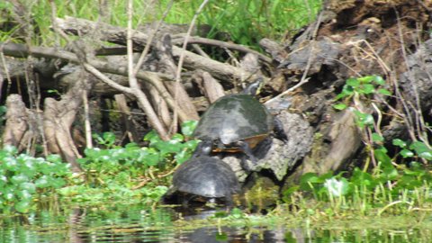 Turtles on the run
