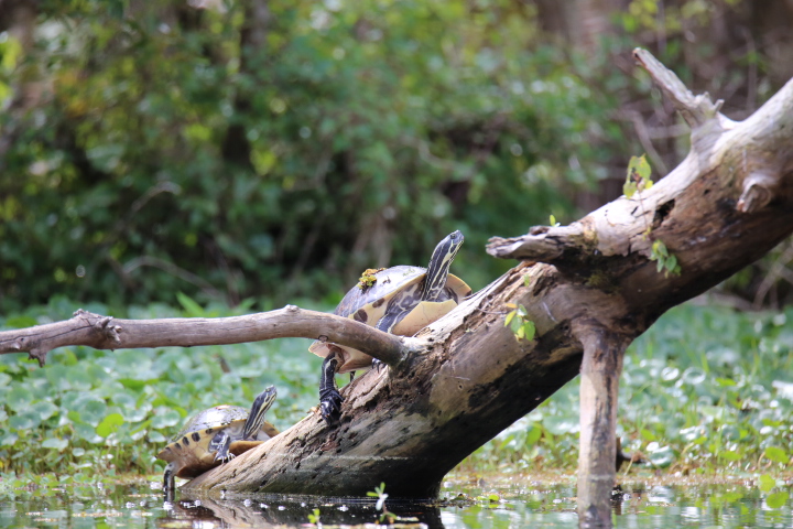 Turtles two