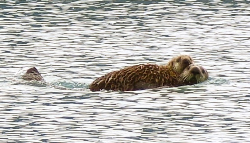 Two cute sea otters