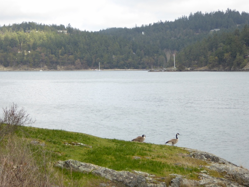 Two geese who call Blind Island their home