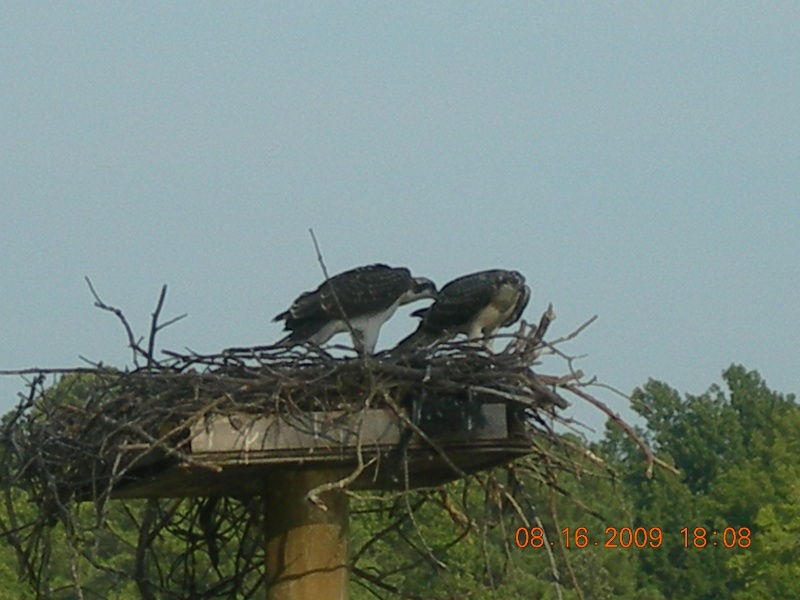 Two Young about to "fledge"