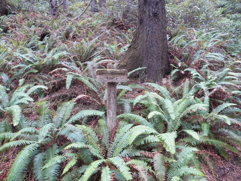 Understatement of the century.  Do you see a trail?