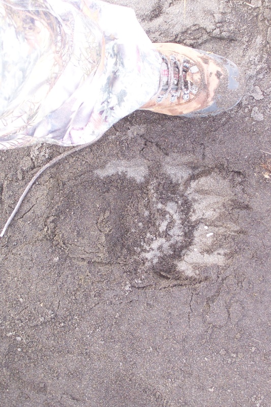 Unimak AK bear hunt 2009 071
Found this fresh print in the morning less than 15 yards from the tent. Hmmmm