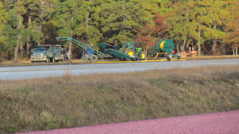 using oil like booms to corral the cranberries and get them to ride up conveyor belts to the waiting trucks