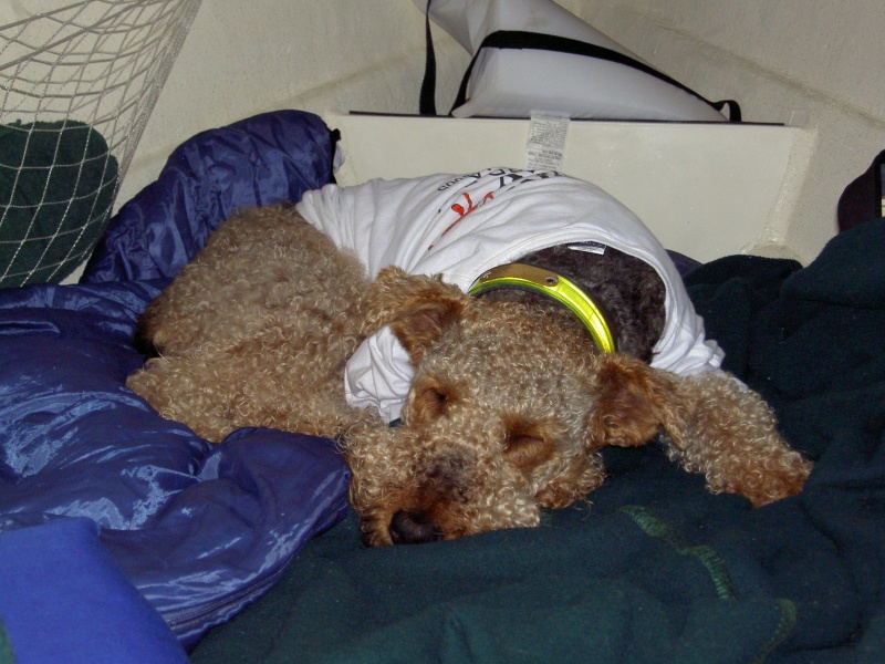 Valkyrie napping.
Rest in Peace, Little Girl.
 Passed Away 2/28/07