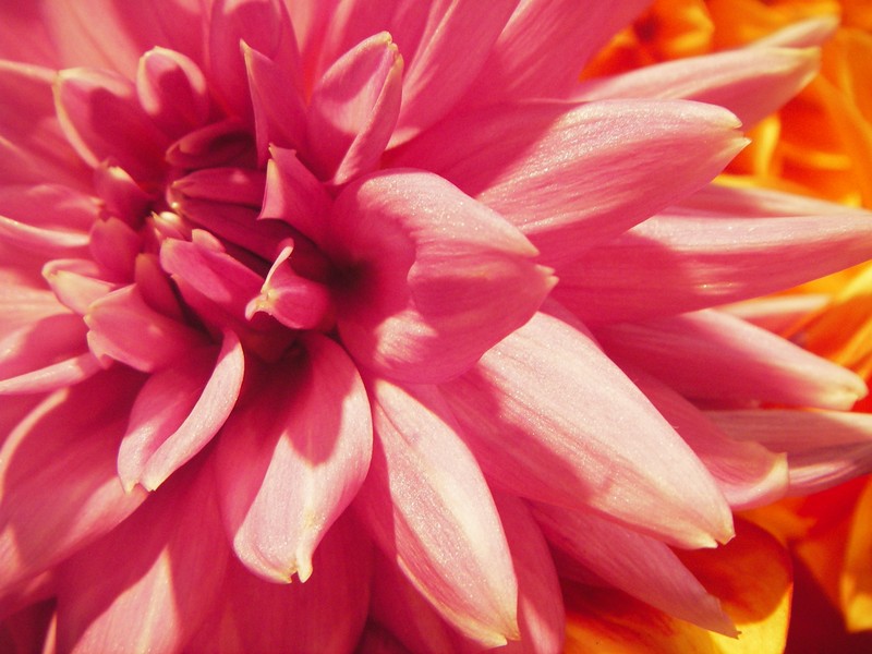 Variations on a "Pink Theme"
