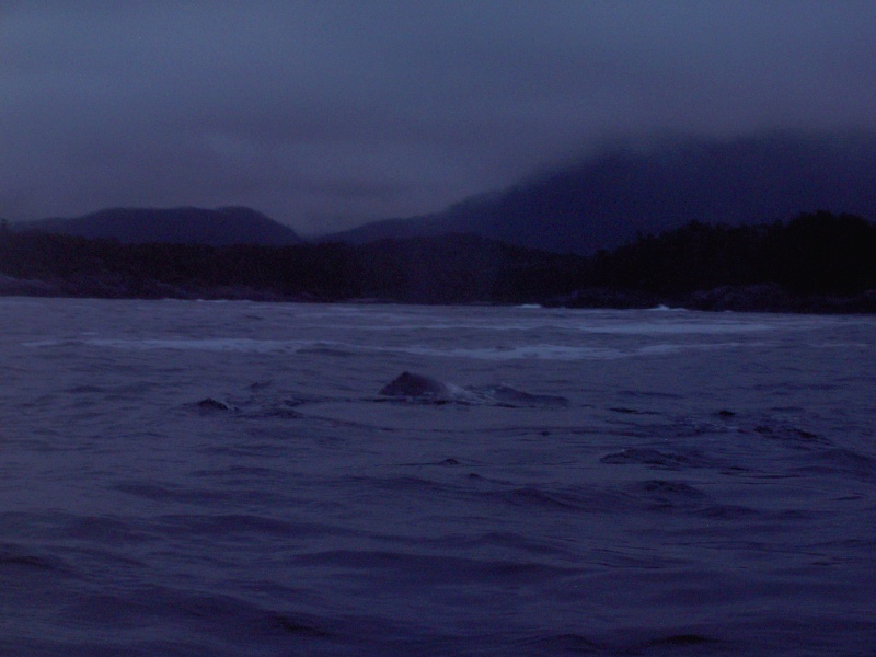 very early morning exit of dry pass into open ocean and pod of grey whales
