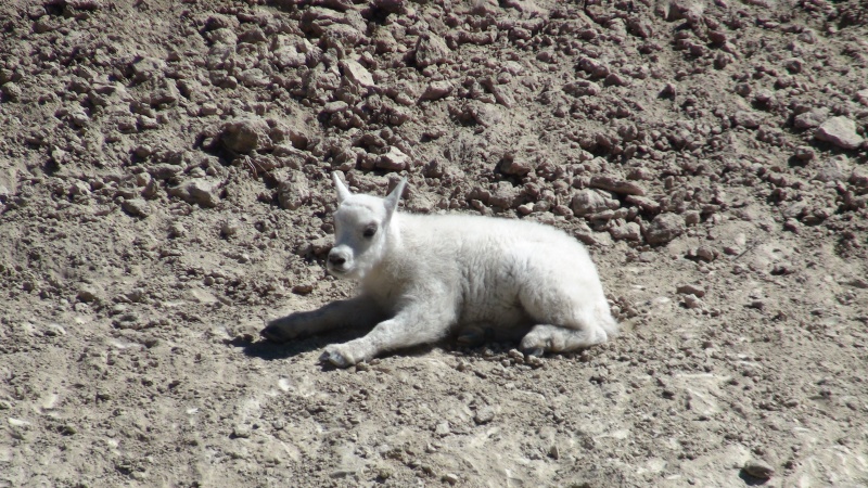 Very young kid mt goat along the Ice Field Parkway on the way home