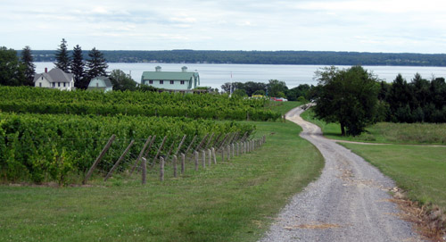 vineyard