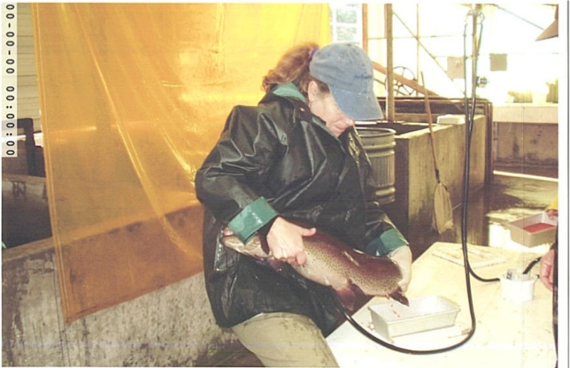 Volunteering at Roaring River Hatchery, spawning fish -- yup, that's a trout...they use the 3 and 4 year olds..a handful for sure!