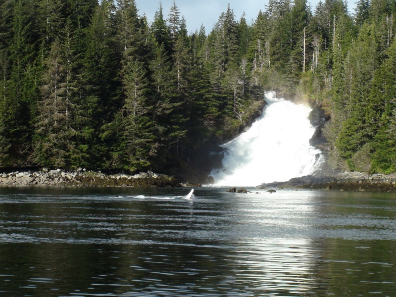 Warm Spring Bay, whale