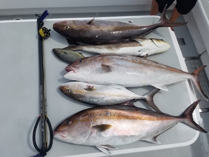 wasn't off the c dory but 200lbs of fish off my buddies Radon was our best trip by weight.