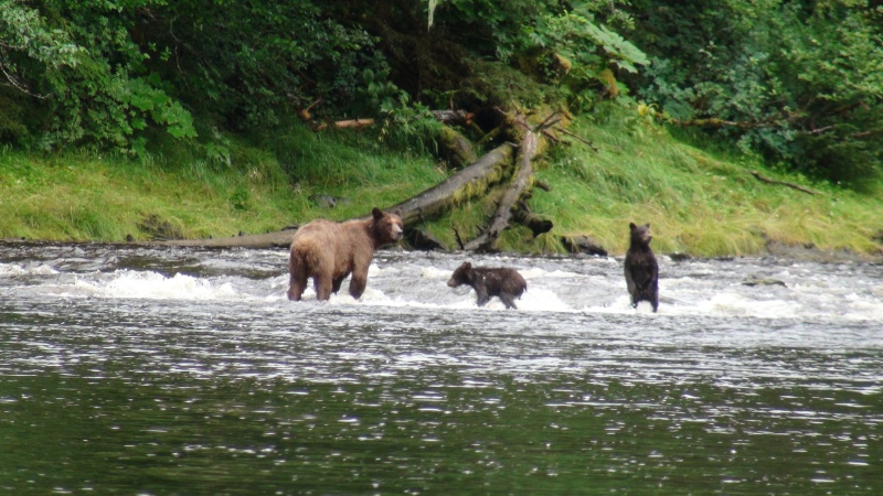 watchful cubs