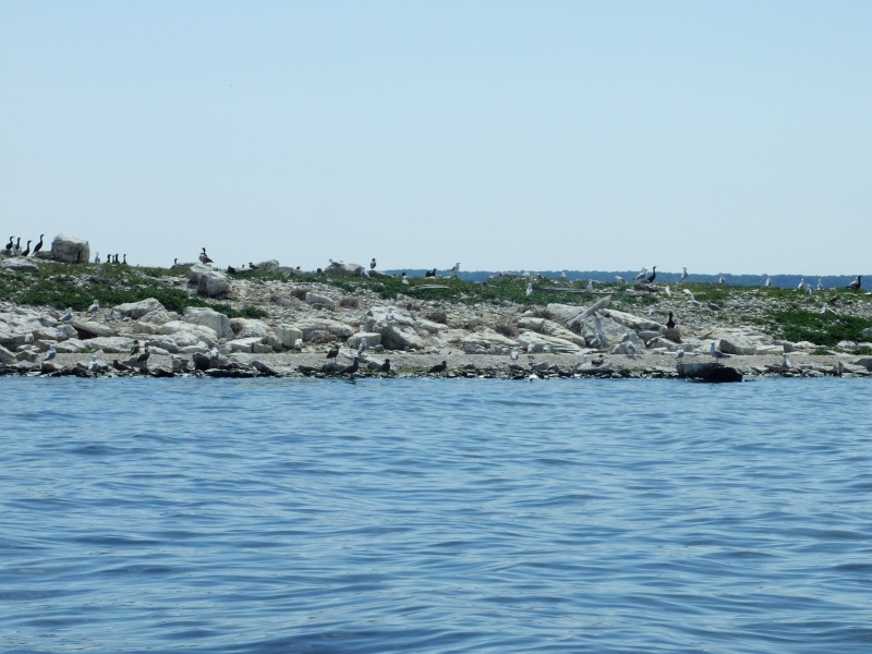 Water fowl in Hat Island
