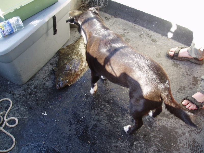 (Waterball) First Halibut of 05, the dogs happy too!