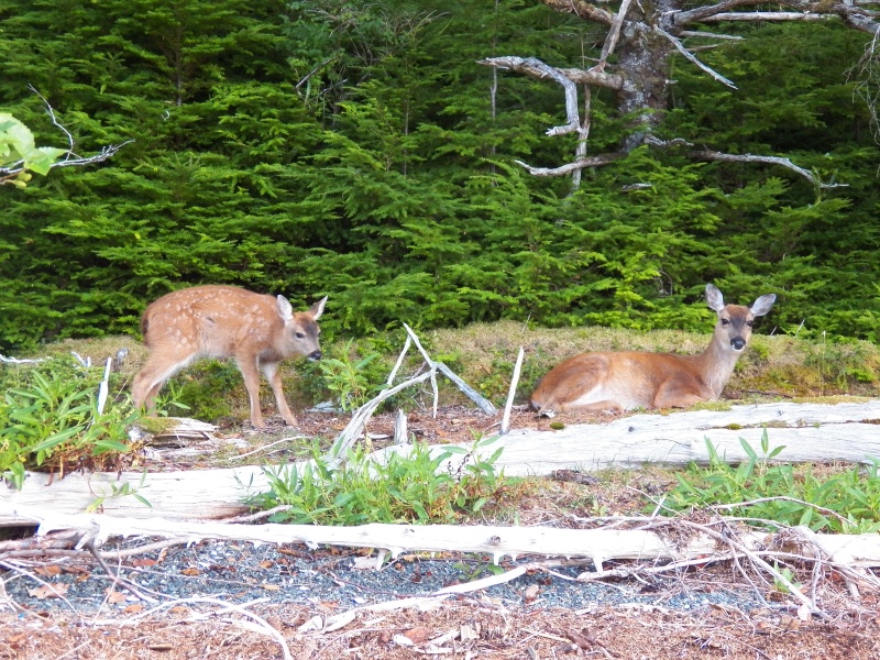 We didn't notice the deer sleeping in the driftwood until walking back to camp.