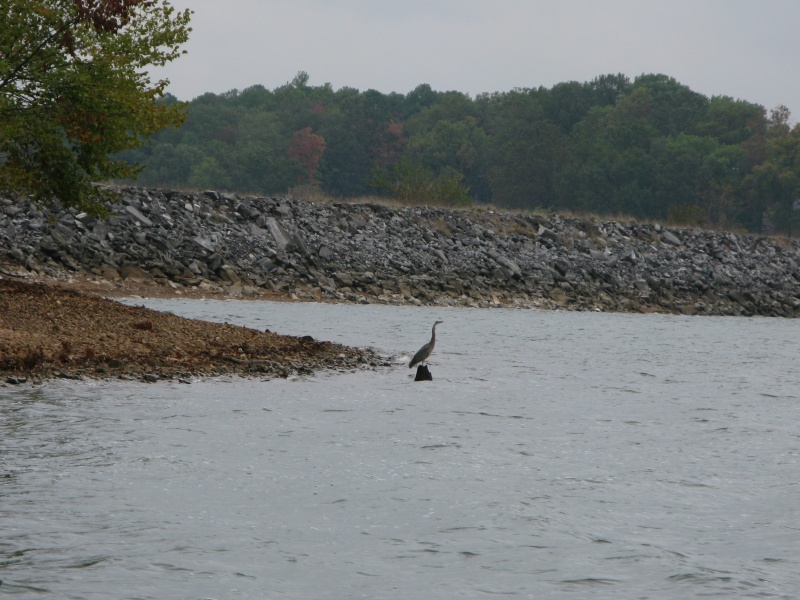 We drove to KY Dam Marina on Thursday 10/16/08, the first day of fall break.  There were clouds and light rain for much of the drive....perfect C-Dory weather.  Our heater worked fine so we started up river.  The wildlife started immediately with this bird just outside the marina.