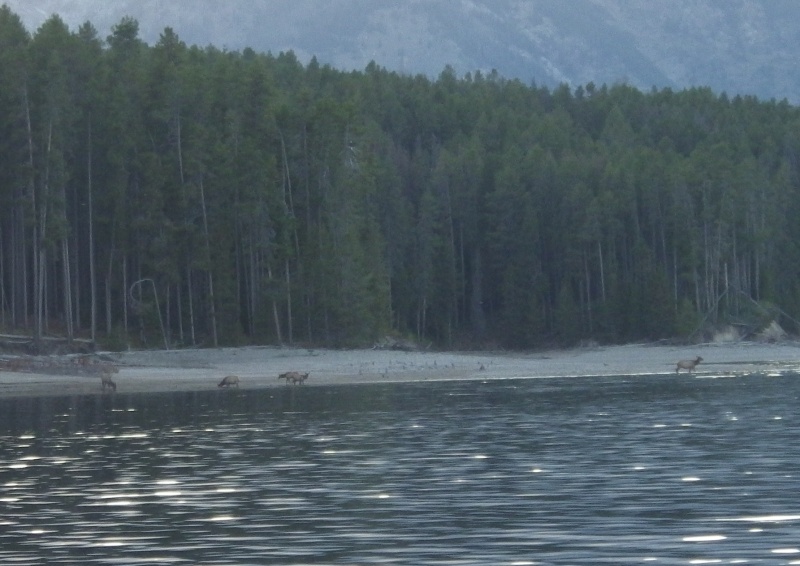 We had an Elk Show