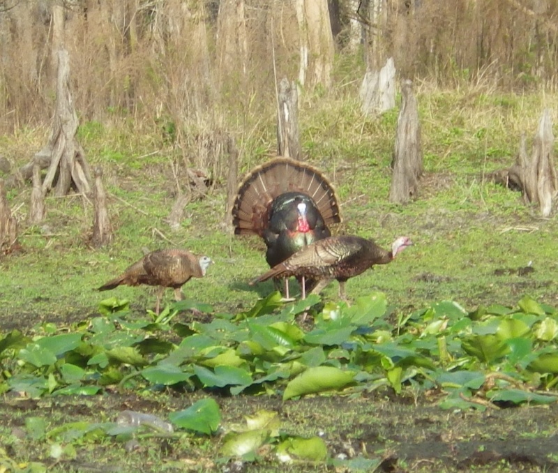 We had quite a turkey show
