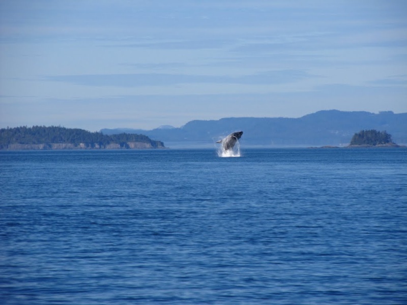 We saw a few of these but only got one captured