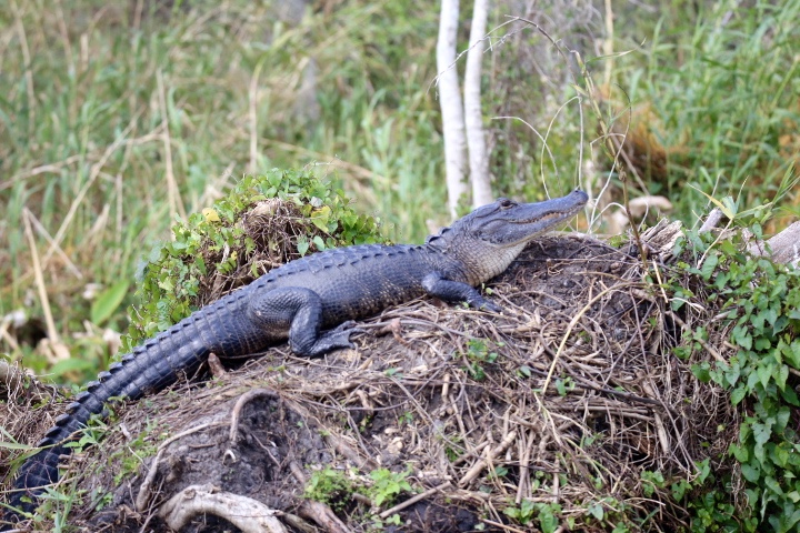 We saw a few of these guys!