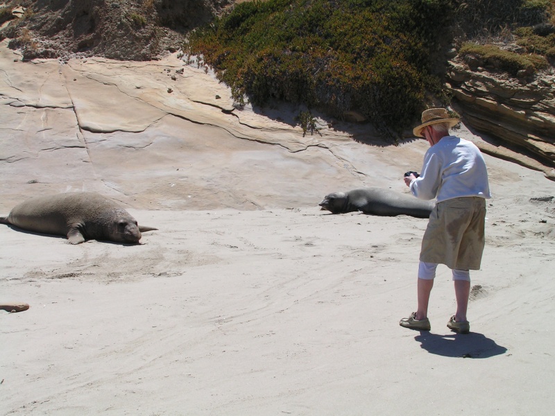 We thought Ron was crazy getting this close to these very remote seals, trying to snap a picture!