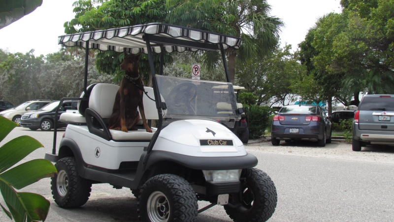 We tow our boat with this new to us ride screw the oil companies this dog runs on batteries. Look mom no brakes. Since we got our doors blown off I had to adopt some new security measures.