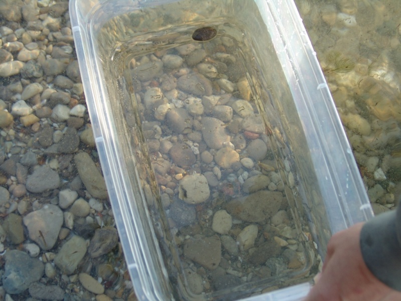 We use this plastic container to look through the water surface and see the rocks better.