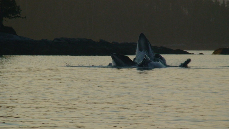 We were lucky enough to see them bubble feeding.