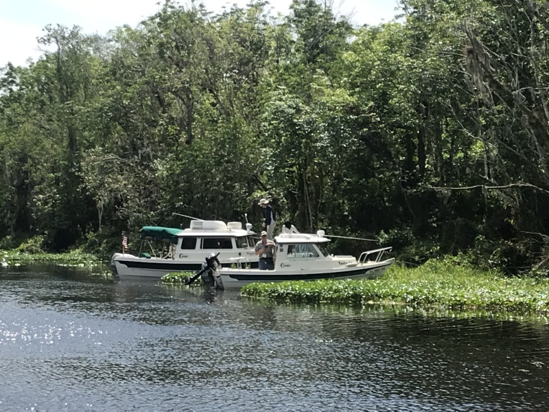 Weed anchored