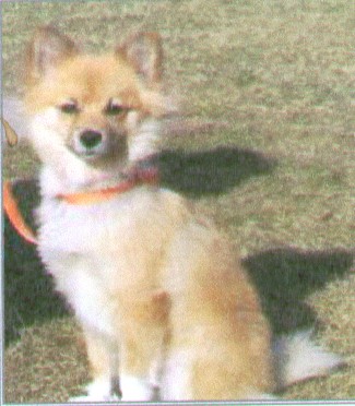 Wendy - being rescued from the Humane Society.