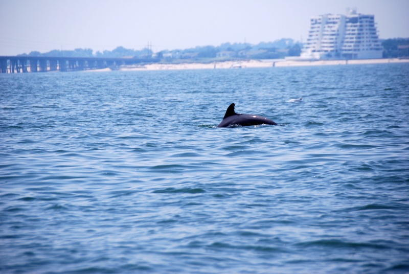 West side of the Lynnhaven Bridge is in the background with second pod